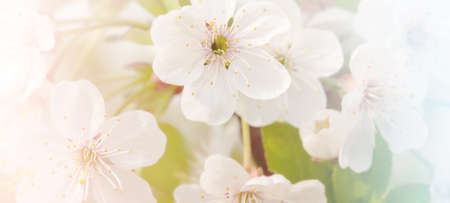 Close up of a flower. Spring flowering trees in the garden close-up photo.