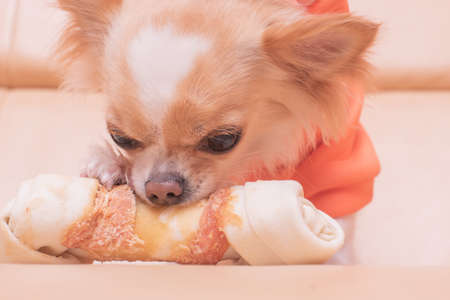 Chihuahua eats on a beige sofa. The dog gnaws a bone.の写真素材