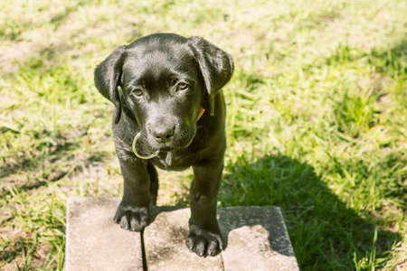Portrait of a black dog. Labrador puppy on a background of green grass.