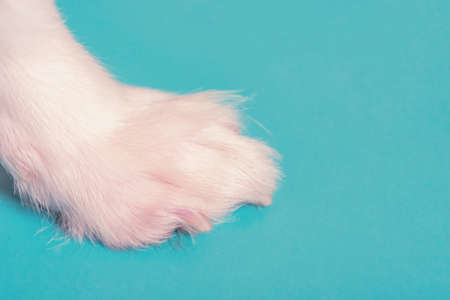 Macro photo of paws. White paw of a little dog on a blue background.