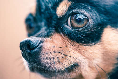 Animal, pet. Chihuahua dog tricolor black white brown. Close-up portrait of a dog.の写真素材