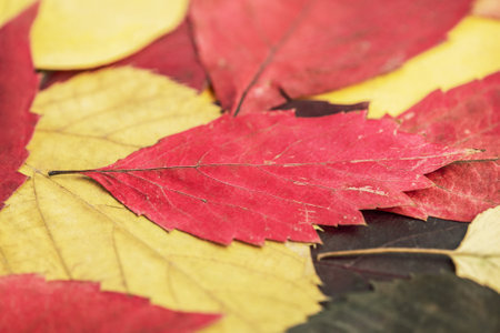 Close-up photo of yellow red and brown tree leaves. Autumn is the time of year.