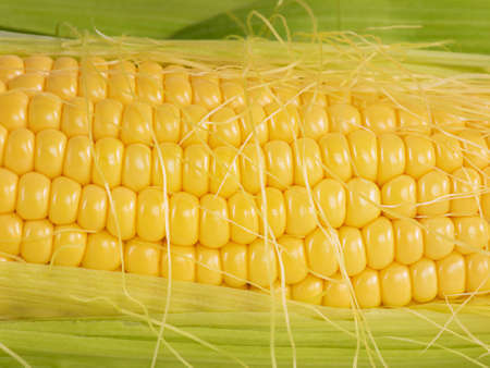 Harvesting. Close-up photo of corn as a background.