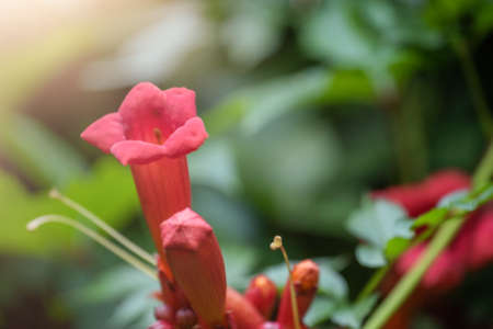 Campsis Flamenco bright orange flowers winding over the fence in greenery.の写真素材