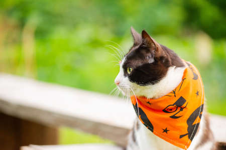 A cat on a background of grass. A black and white cat in a bandana for the Halloween holiday.の写真素材