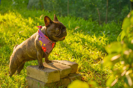 A dog in a purple Halloween bandana. French bulldog on a background of green grass.の写真素材
