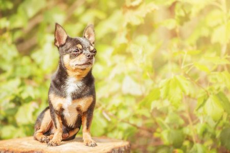 Mini dog. The dog is sitting on a stump. Chihuahua on a blurred natural background.の写真素材