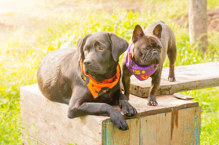 Two dogs. A Labrador retriever dog in an orange Halloween bandana and a French bulldog in a bandana.