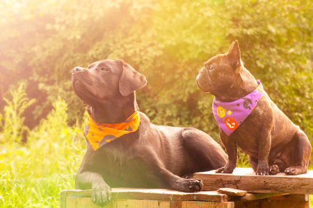 Two dogs. A Labrador retriever dog in an orange Halloween bandana and a French bulldog in a bandana.