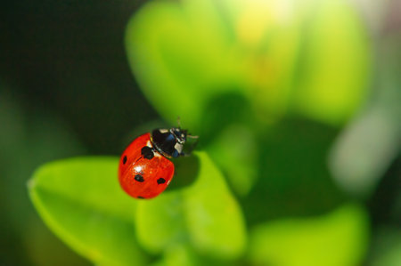 Macro photo insects in sunlight. Ladybug sits on green leaves.