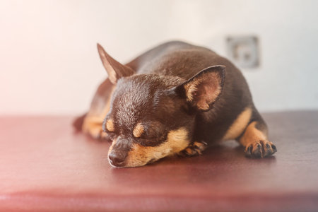 The pet rests during the trip. A dog of the Chihuahua breed is sleeping on the train.の写真素材