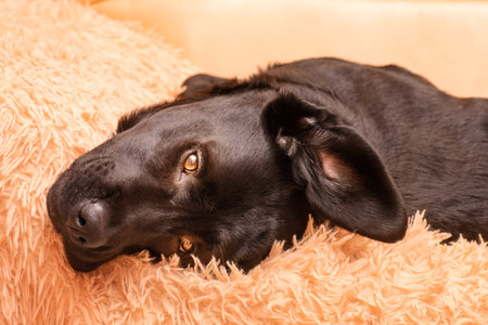 Labrador puppy looking at the camera. A black labrador retriever dog is lying on the sofa.