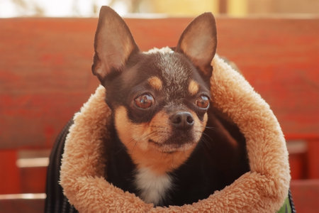 A pet on a walk. Chihuahua tricolor black white brown in a carrier bag. Portrait of an adult dog.の写真素材