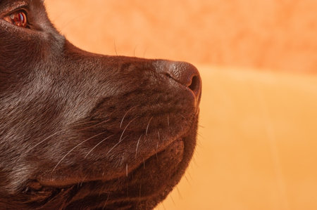 Labrador retriever muzzle nose eyes. Close-up profile of a black dog.の写真素材