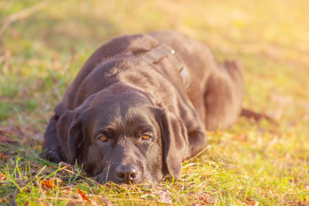 Labrador on a walk. A black Labrador retriever dog is lying on the grass.の写真素材