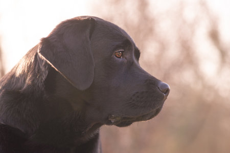 Profile of young dog in focus against sky and blurred trees background. Black labrador retriever.の写真素材