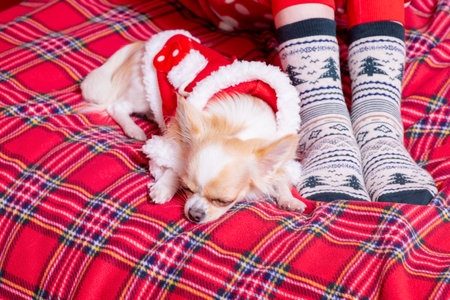A chihuahua sleeps at his feet in Christmas socks. Christmas. A dog in Santa's clothes.の写真素材