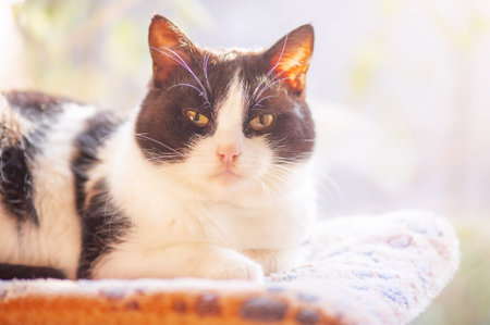 A black and white metis cat on a couch. Animal, pet. The cat is in front of the window.