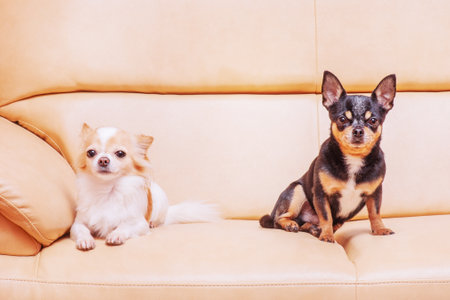 Two dogs black and white are resting. Two chihuahuas on a beige sofa.の写真素材