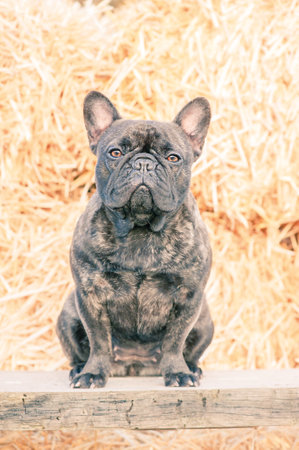 Portrait of a dog on a background of hay. Animal, pet. French bulldog young tiger color.の写真素材