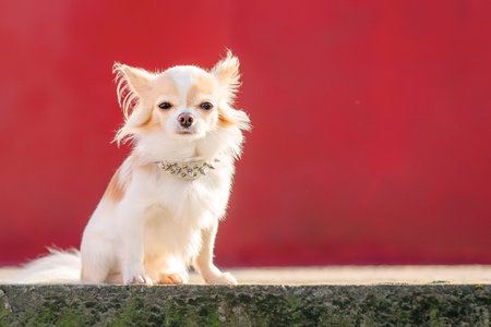 The dog of the Chihuahua breed is white with a red color. Small breed dog on a red background.の写真素材