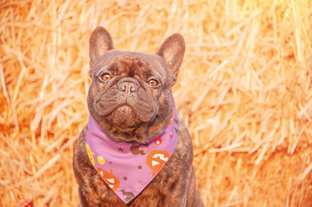 French bulldog in a purple bandana for Halloween. Portrait of a young dog on a background of hay.の写真素材
