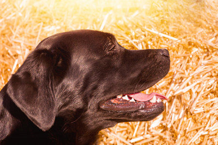 Portrait of a dog. Profile of a black labrador retriever on a background of straw on a sunny day.の写真素材