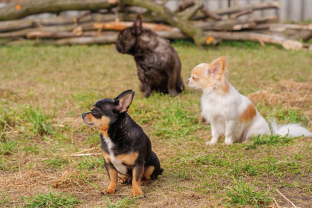 Three dogs are sitting on the grass. A chihuahua and a french bulldog. Pets, animals.の写真素材