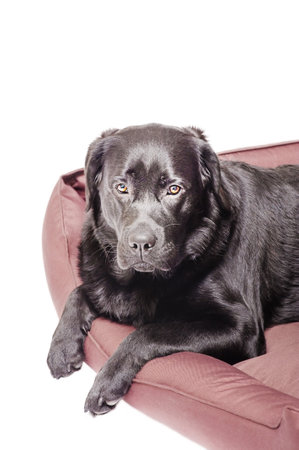 Black labrador retriever, pet. Dog in brown couch isolate on white.の写真素材