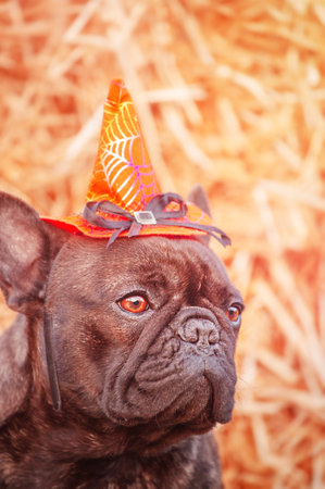 French bulldog in a hat for Halloween. A pet, an animal. Purebred dog on a background of straw.の写真素材