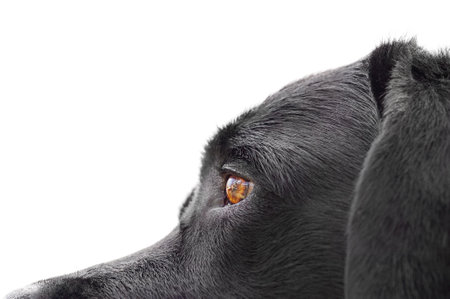 Dog eyes, pet. Macro photo of a black labrador dog isolated on a white background.の写真素材