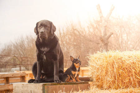 Black labrador retriever and chihuahua tricolor. Two dogs are sitting on a background of straw.の写真素材