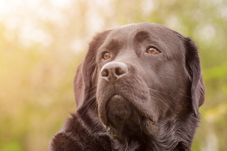 Black labrador retriever on a green background. Dog portrait soft focus on the eyes. An animal.の写真素材