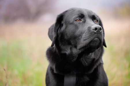 Black labrador retriever on a green blurred background. Animal, pet. Portrait of a young dog.の写真素材