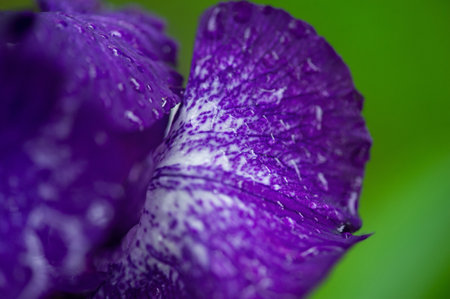 Macro photo of a flower. Purple iris flower close-up on a green background.の写真素材