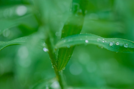 Narrow focus line on a blade of grass and defocused bokeh. A drop of dew on green grass.