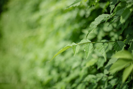 Natural background green thin focus and defocus part. Campsis leaves on blurred green bokeh.
