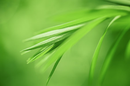 A green plant among the grass. Fine focal part of the flax plant and grass as the defocused part.の写真素材