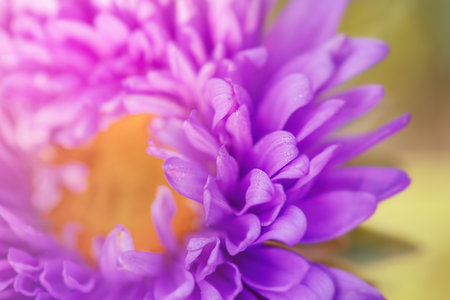 A flower with water drops on the petals, macro photo. The aster flower is purple with yellow.の写真素材