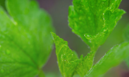 Green plant with water drops. Macro photo of nature.の写真素材