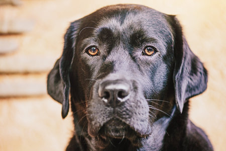 Black labrador retriever on a beige background. Adult dog portrait.の写真素材