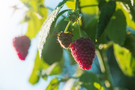 Ripe red raspberries on a bush with green leaves. Useful product. Raspberry plant in sunlight.の写真素材