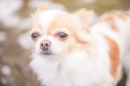 Chihuahua breed dog portrait. Dog on a walk. Animal, pet.の写真素材