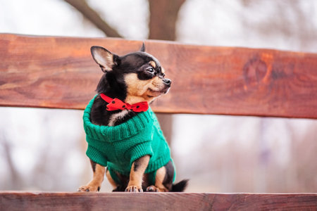 Chihuahua in a green sweater. A pet, an animal. The dog is sitting on the bench.の写真素材