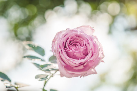 Fine focus on the bud and natural bokeh. Pink rose on a blurred green background.の写真素材