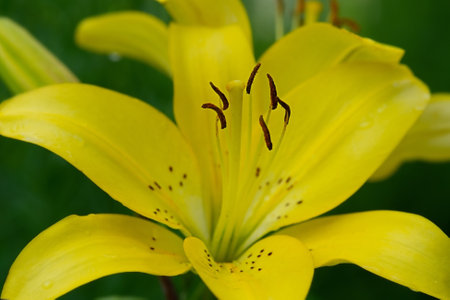 Macro photo of a flower on a green background. Yellow lily flower close-up.の写真素材