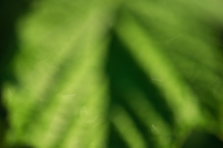 The leaf is green in defocus. Defocus light green background. Abstract blurred bokeh.の写真素材