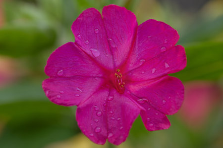 Flower blooming macro photo. Pink flower on a green natural background.の写真素材
