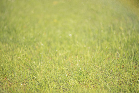 Lawn grass with water drops. Natural background. Fine focus part on grass and blurred main part.の写真素材