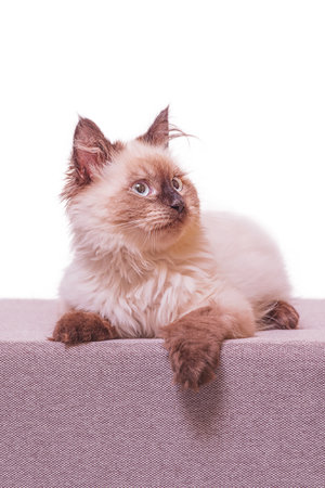 Neva masquerade kitten of beige and brown color, isolate. Studio portrait of a kitten on a white background.の写真素材